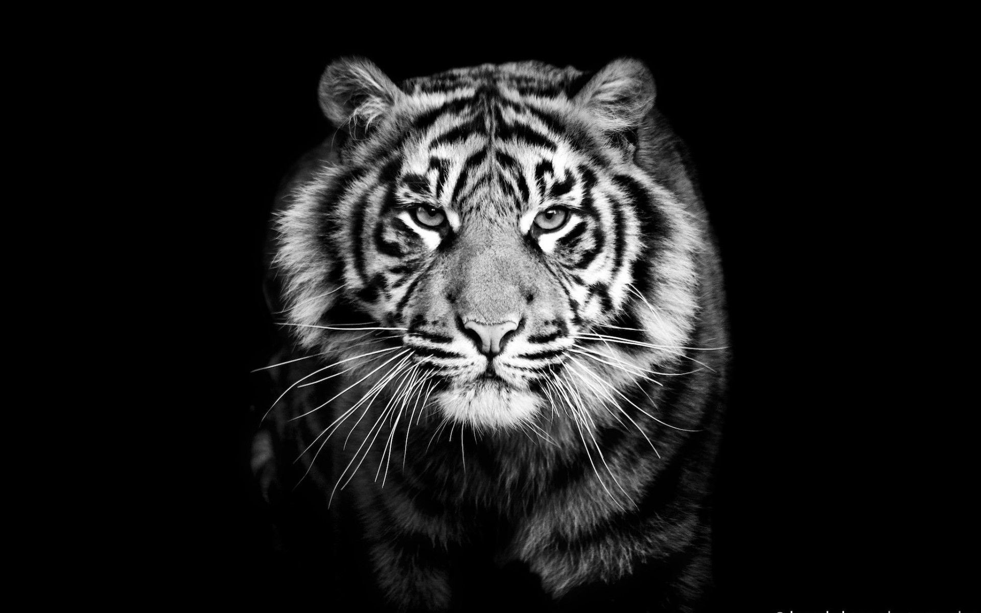 Fay3 صور نمر نمور Tiger حيوانات طبيعة 39