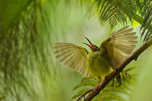 Spectacled Spiderhunter, calling and flapping its wings in an attempt to get parents' attention