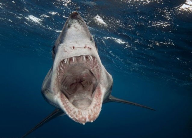 the winners of the 2013 DEEP Indonesia international underwater photography competition