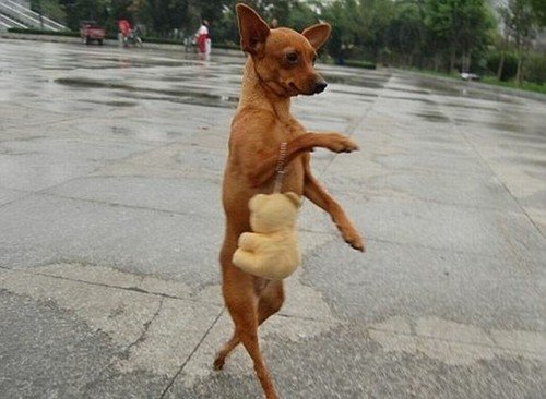 Lady dog !
