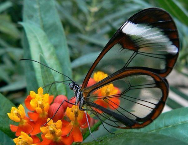 The transparent butterfly