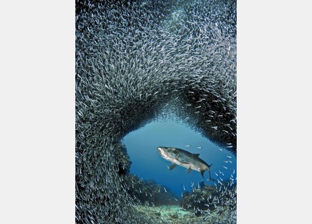 winner of the 2013 DEEP Indonesia international underwater photography competition 12