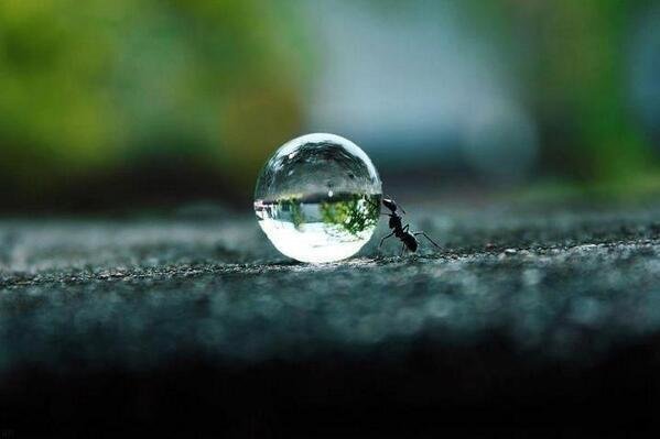 Ant Moving a Water Drop