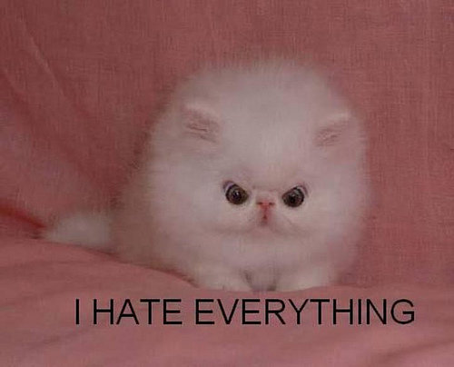 Hater cat