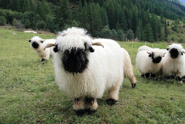 A Valais Blacknose Sheep, from Switzerland