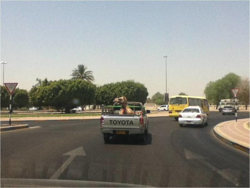 جمال هاي الأيام مش مثل زمان - The camel is taking a ride :)
