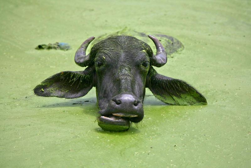A buffalo cools off in a pond in the outskirts of Jammu in Kashmir #Nature