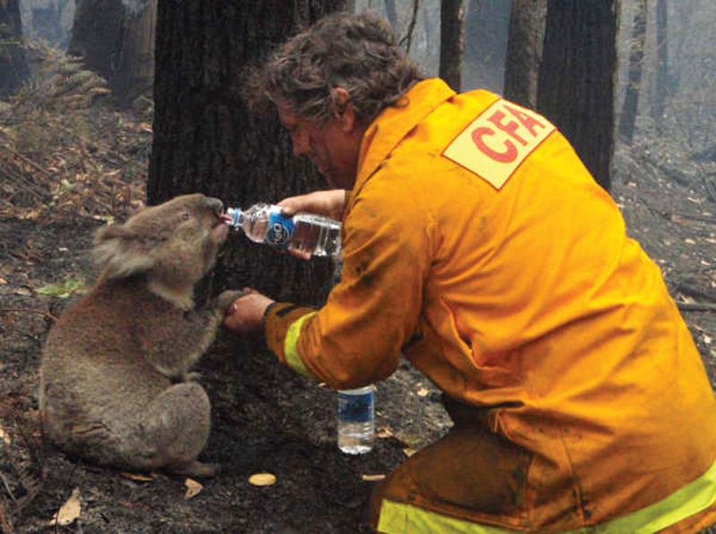 A firefighter gives water to a koala during the devastating Black Saturday bushfires that burned acr