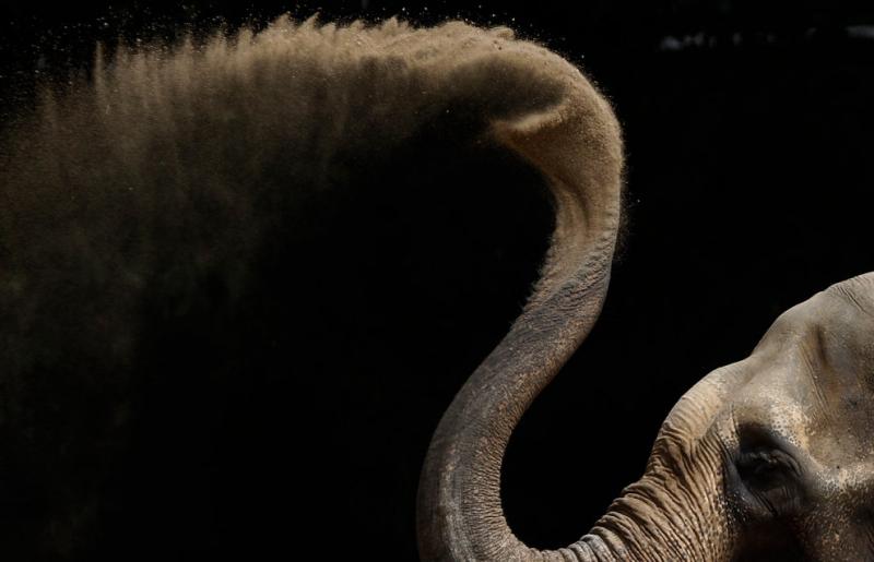 An Asian elephant sprays sand #Nature