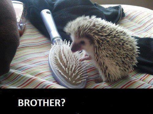 brotherhood