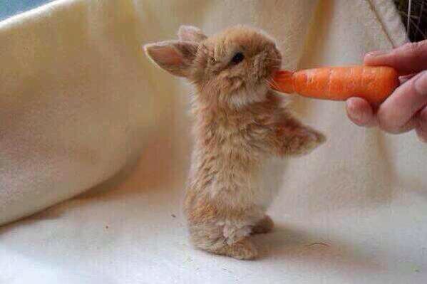 A tiny rabbit, enjoying a carrot