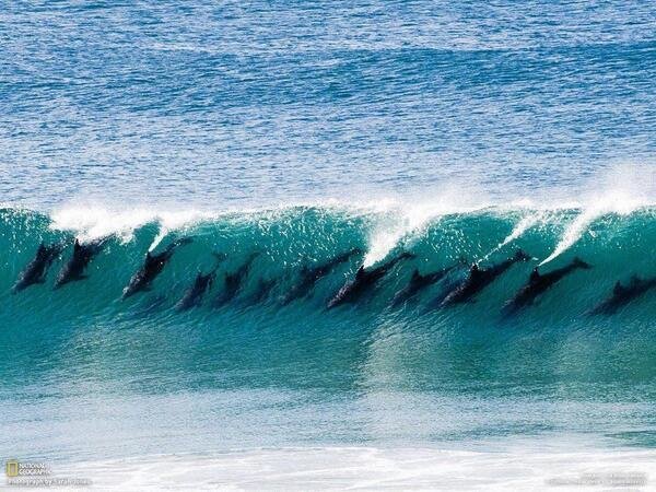 A pod of Dolphins on the crest of a wave
