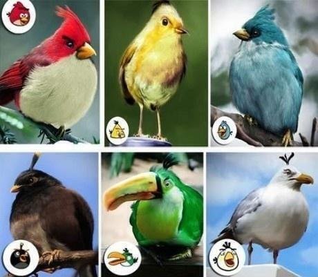 Angry Birds characters are real