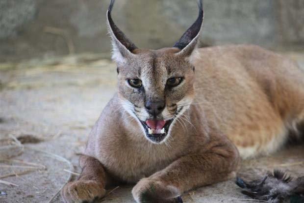 Caracal on Sir Bani Yas Island #AbuDhabi