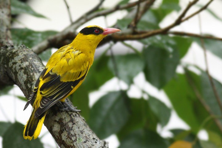 طائر الصفاري ذو المؤخرة السوداء Black-naped Oriole