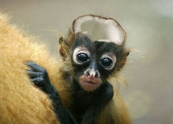 coconut head 