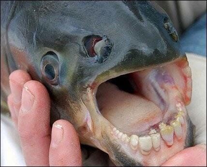 Pacu Fish,a kind of fish with human like teeth