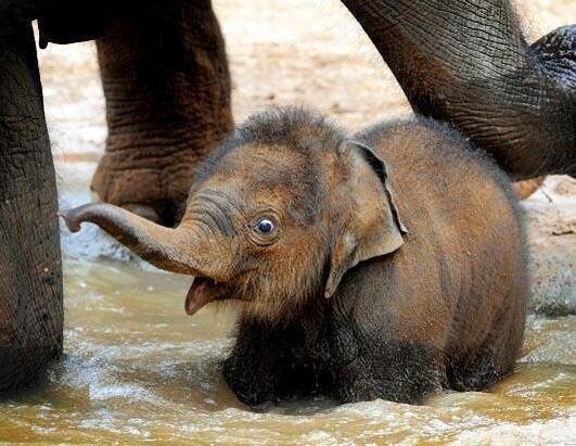 Baby elephant in the water for the first time