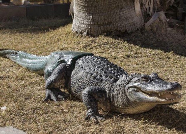 The First Crocodile with an Artificial tail - 2