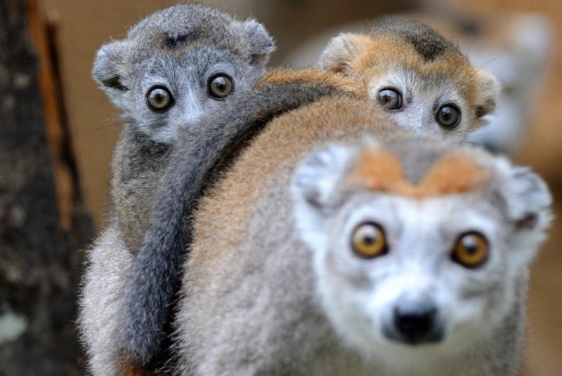 Two 3-month-old crowned lemurs lay on their mother's back at the zoo in Mulhouse, France #Nature