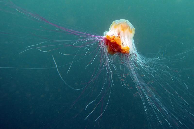 A lions mane jellyfish swims beneath the waters #Nature