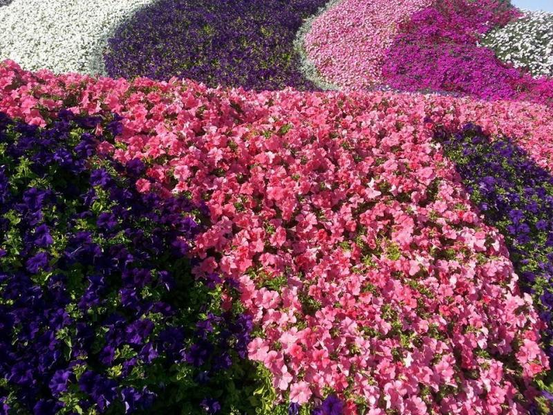 الحديقة المعجزة #miracle_garden #دبي 8