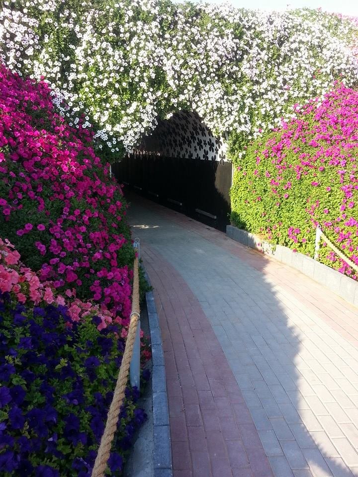 الحديقة المعجزة miracle_garden# #دبي 1