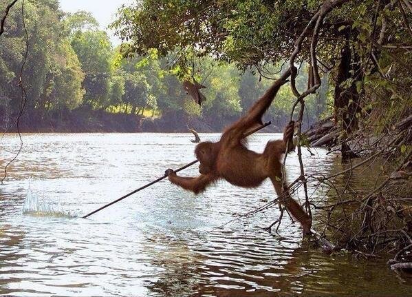 Even Monkeys Learn