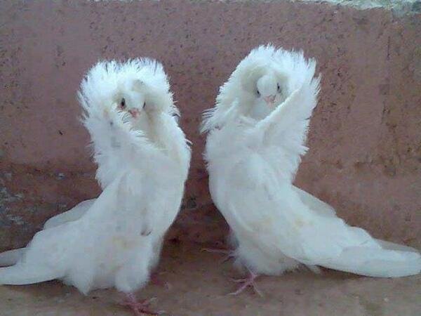 Jacobin Pigeons