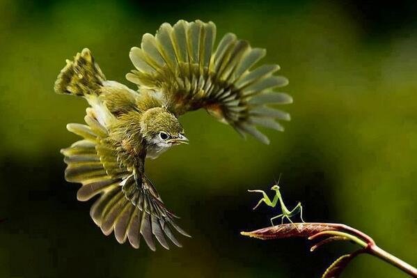Ninja and Karate Kid