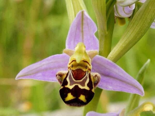This is a Happy Orchid (also called Bee Orchid or Ophrys apifera)