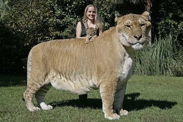 Liger is the son of a Lion and a Tigress
