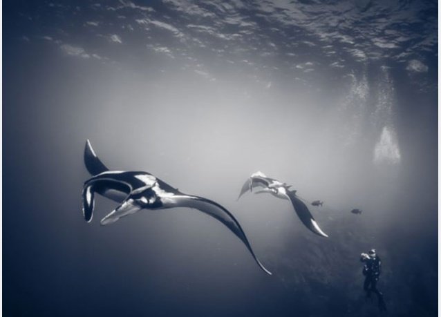 winner of the 2013 DEEP Indonesia international underwater photography competition 4
