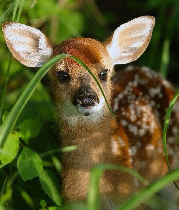 Adorable fawn