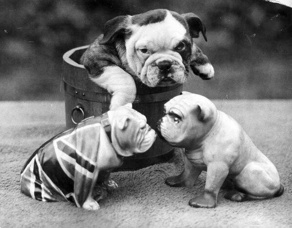A bulldog puppy in a wooden tub watching 2 china bulldogs. C. 1930