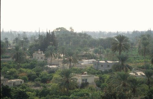 منظر صباحي ساحر #اريحا
