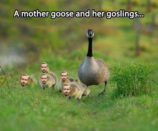 A mother goose and goslings