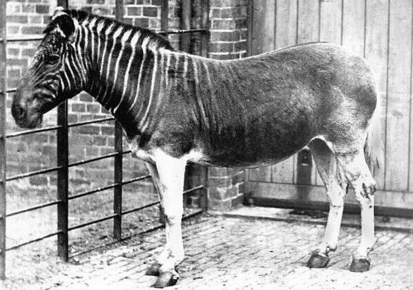 The only photograph of a living Quagga from 1870. This species is now extinct