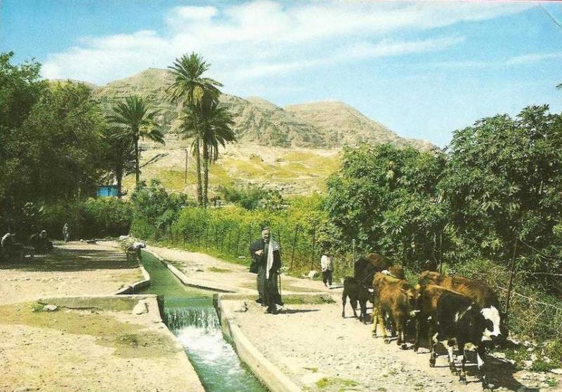 A pastoral scene in Jericho, 1960s