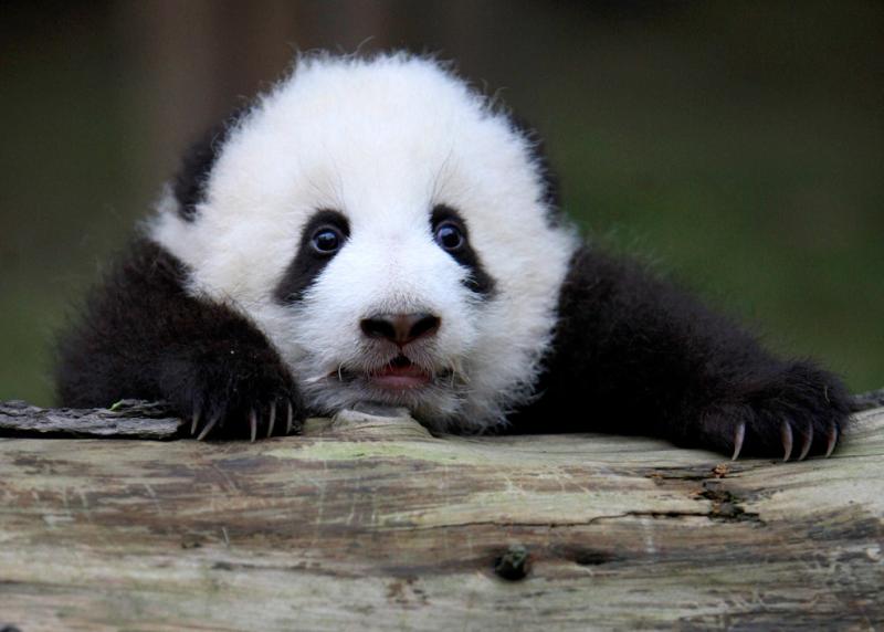 A giant panda cub holds on to a log at the Chengdu Research Base #Nature