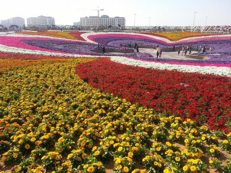 الحديقة المعجزة #miracle_garden #دبي 4