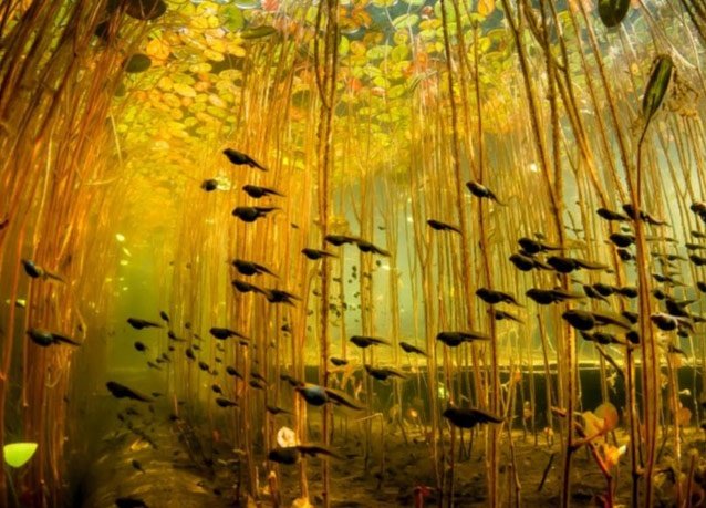 winner of the 2013 DEEP Indonesia international underwater photography competition 3