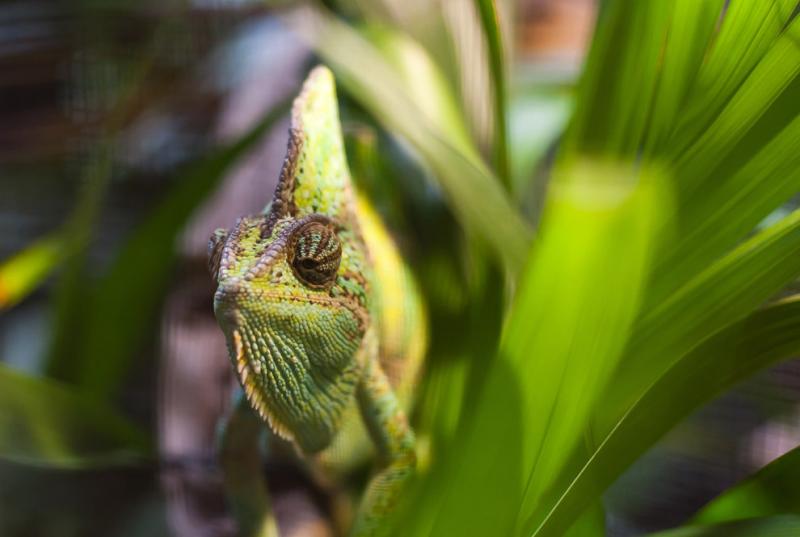 A chameleon waits to be weighed and measured in the reptile house at the London Zoo #Nature