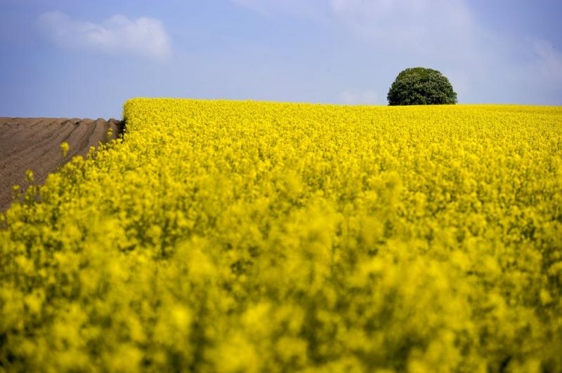 Rapeseed blooms in a field near Prevonloup, Switzerland #Nature