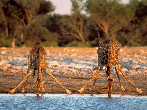 This is how giraffes drink water