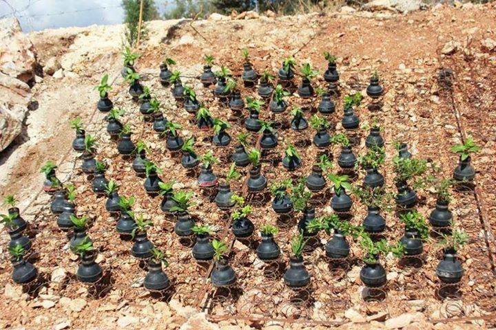 حديقة قنابل الغاز في قرية بلعين قرب رام الله