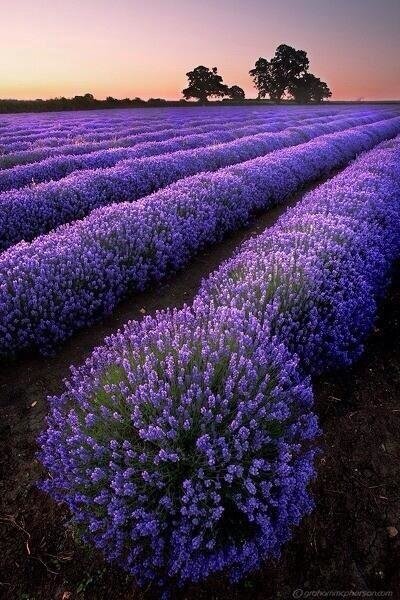 Lavender Fields, France