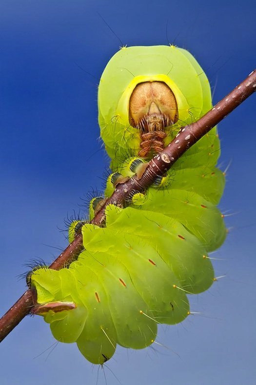 caterpillar in Duke Forest, North Carolina