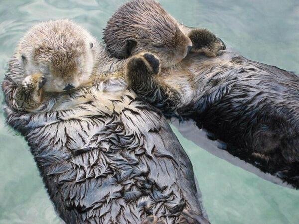 Did you know that Sea Otters hold hands while sleeping so they don't drift away from each other