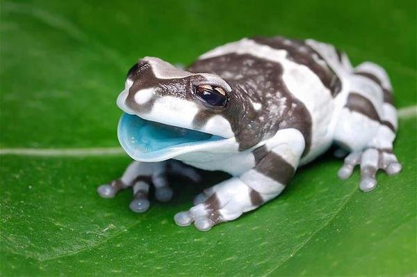 A baby Amazon Milk Frog